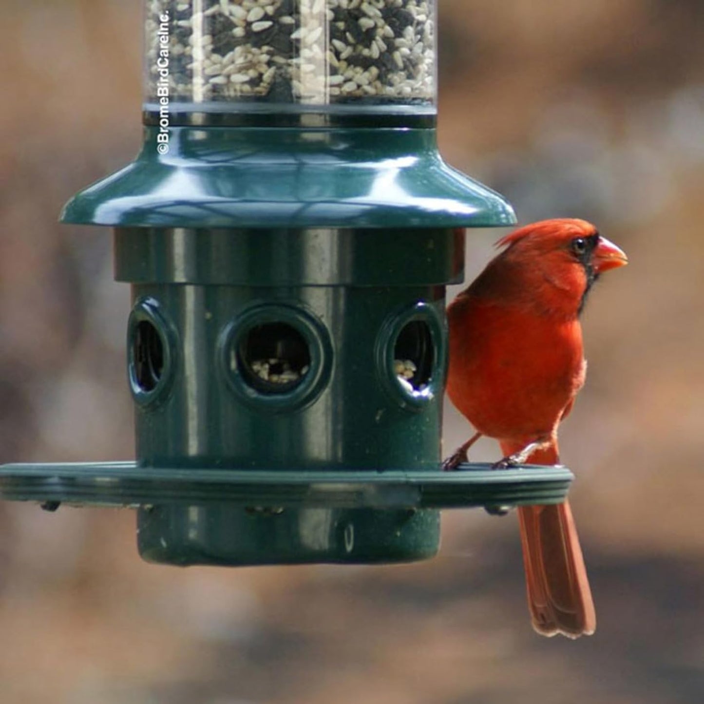 Brome,Squirrel Buster Plus 6"x6"x28" (w/hanger) Wild Bird Feeder with Cardinal Ring and 6 Feeding Ports, 5.1lb Seed Capacity, 2 Pack