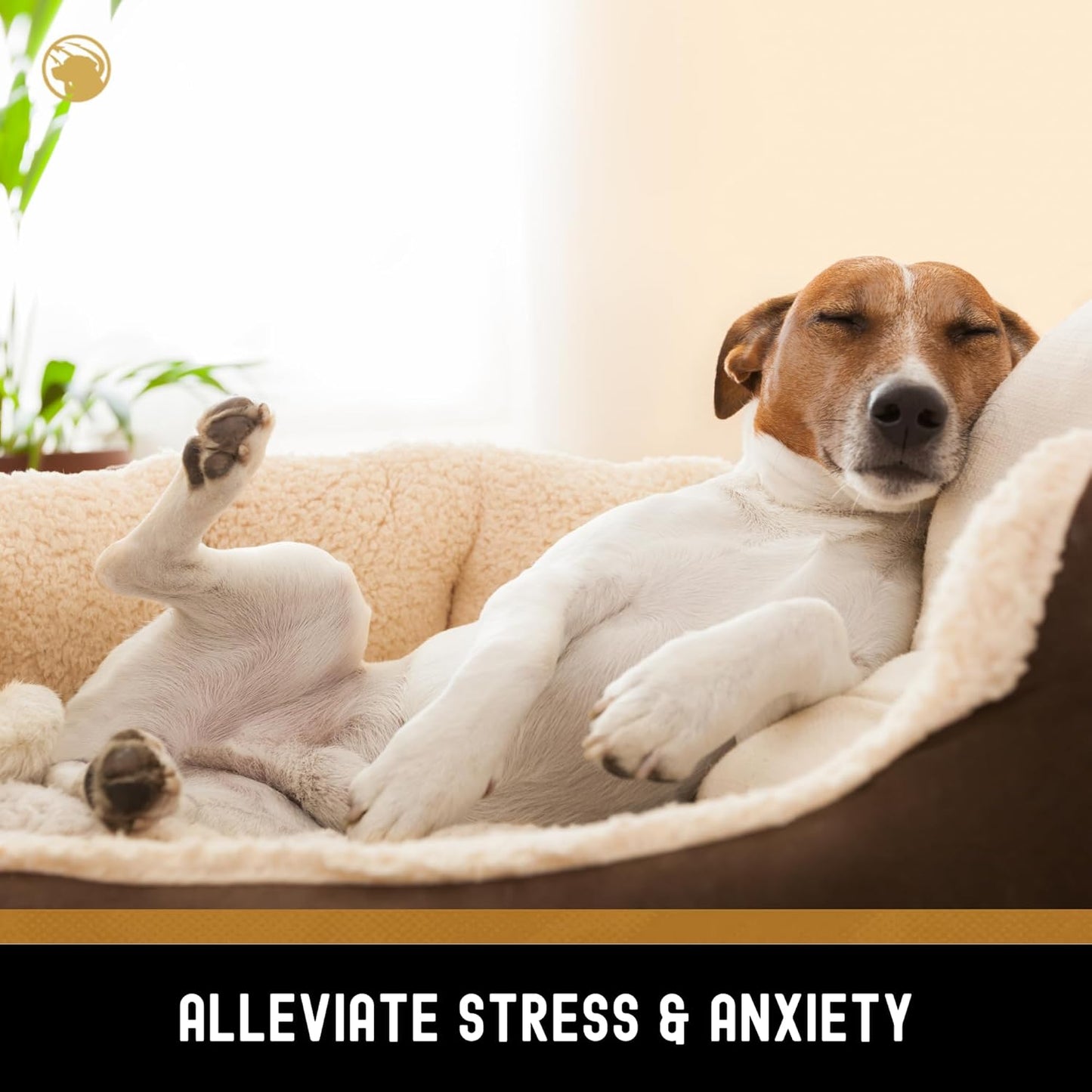 TEAM DOG Calming Chews - Anxiety Relief Treats | Natural Calming Bites with Melatonin, Chamomile, Valerian & Passion Flower | 120 Soft Chews for Large & Small Dogs | Delicious Peanut Butter Flavor