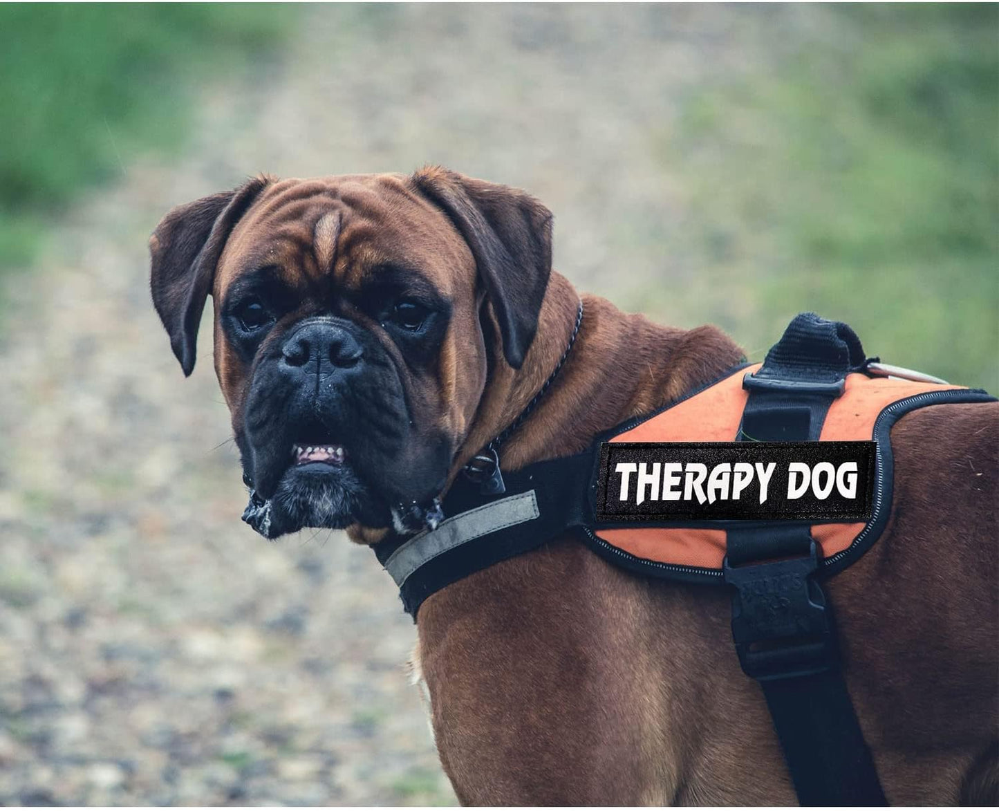 4 Pcs Reflective Dog Patches for Service Dog Vest Tactical Hook Loop Harness Removable Patch Set with Velcro Embroidered,Therapy Dog & Don’t Pet Me Dog & do not Separate (Therapy Dog)