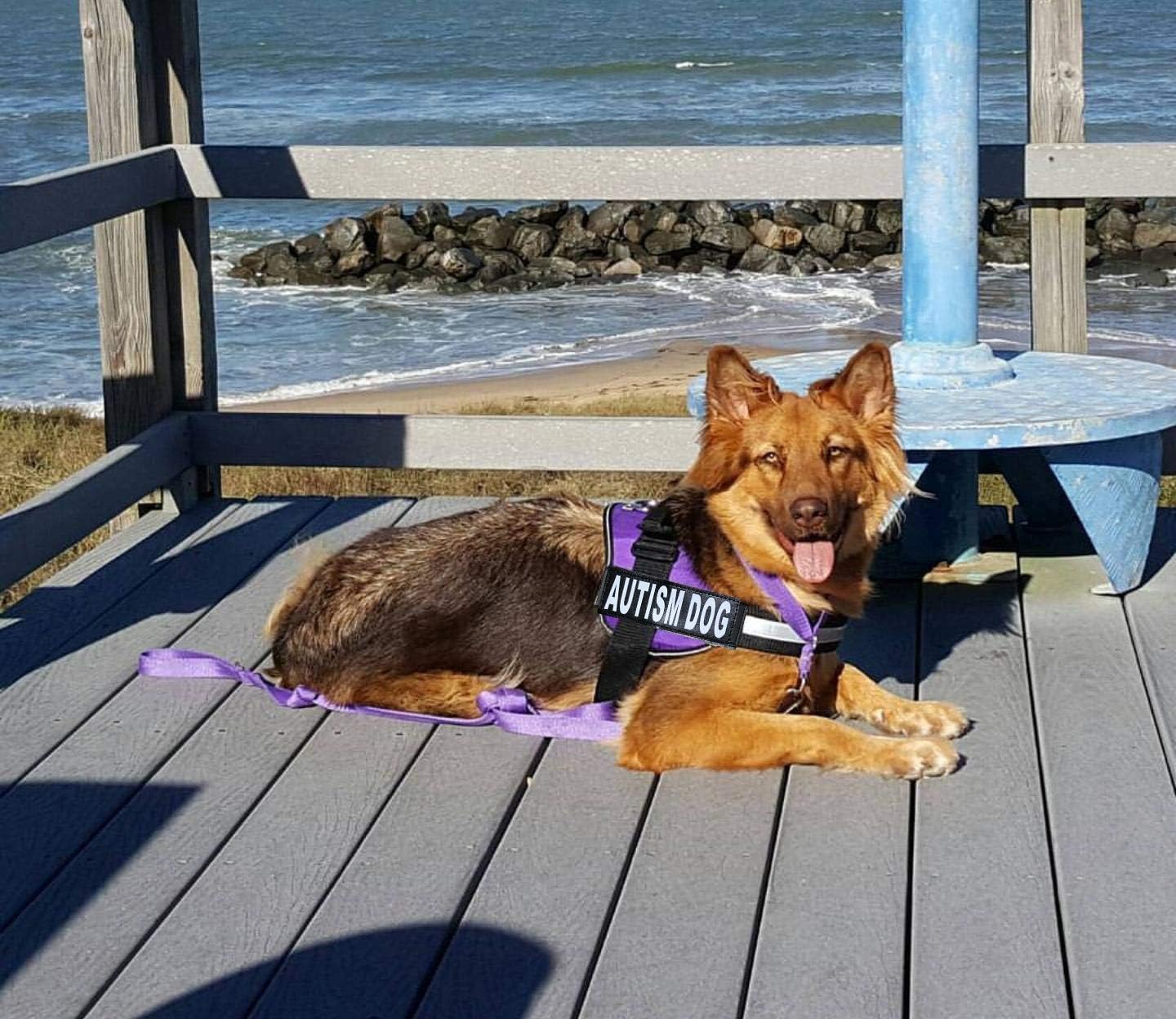 Autism Nylon Service Dog Vest Harness. Purchase Comes with 2 Reflective Autism Dog Removable Patches. Please Measure Your Dog Before Ordering