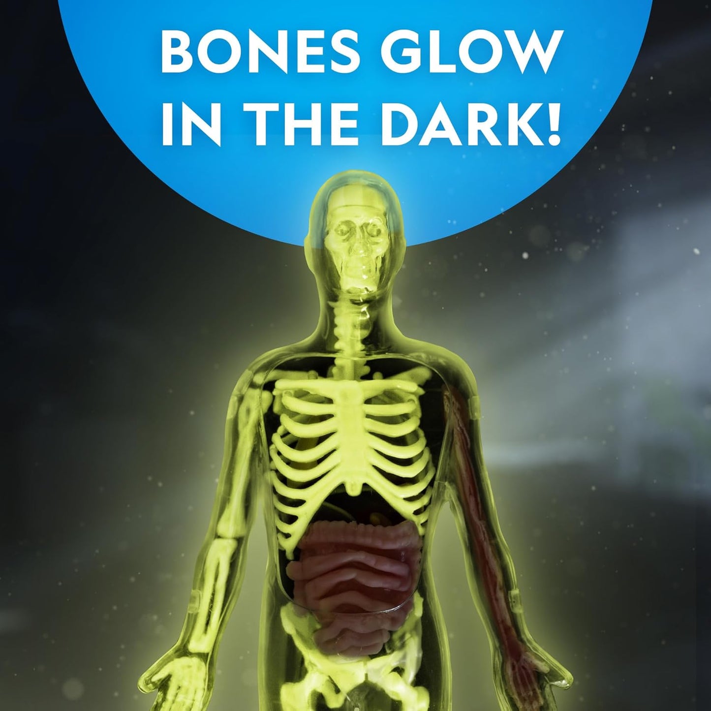 National Geographic Human Body Model for Kids That Glows in The Dark - 32-Piece Interactive Anatomy Model with Bones, Organs, Muscles, Science Kit Stocking Stuffer, Anatomy & Physiology Study Tools