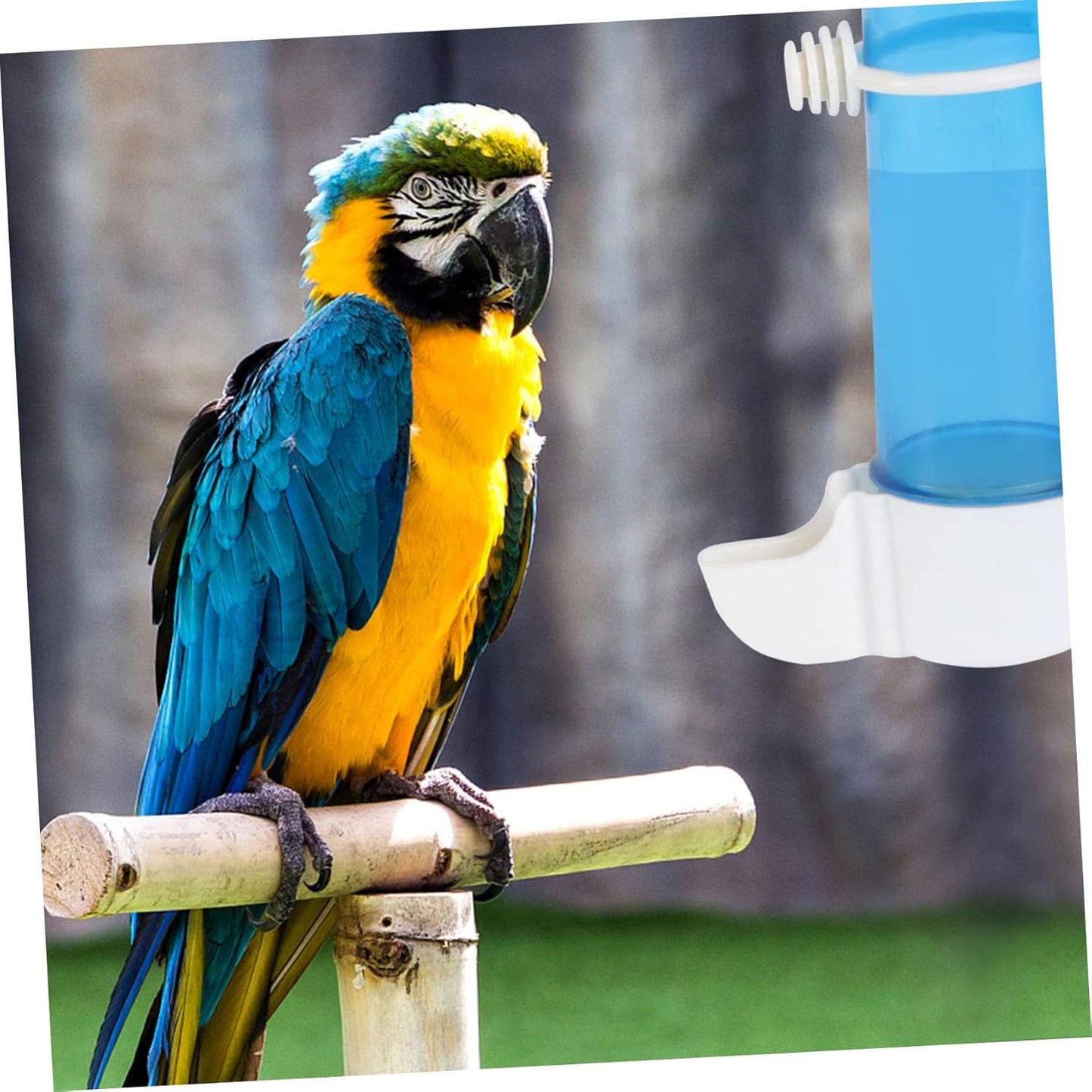 Milisten Automatic Plastic Bird Water Dispenser Compact Wear Water Container Tool for Pet Birds Parrots Cage Use