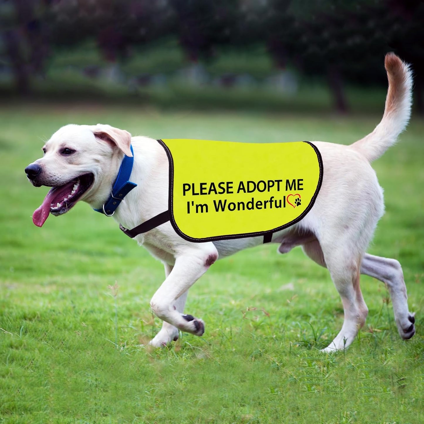 Adoption Dog Jacket Vest Please Adopt Me I Am Wonderful Dog Harness High Visibility Rescue Slogan Vest (I'm Wonderful-Medium)