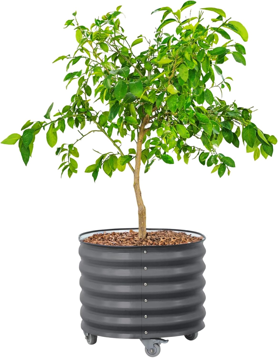 Rolling Metal Citrus Tree Planter Pot, 24″ Round Planter Box for Porch Patio & Backyard, 30 Gallon Large Planter Pot with Wheels for Growing Olive Trees Tomatoes Vegetables and Flowers, Modern Gray