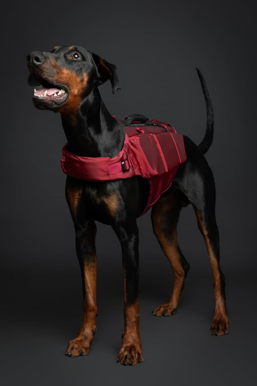 NOAH & PAW Dog Life Jacket, Human Standards Lifejacket Design, Dog Life Vest for Swimming and Boating, 3X Foam Support for Max Floating, Breathable Mesh, Salvavidas para Perros, Size XL
