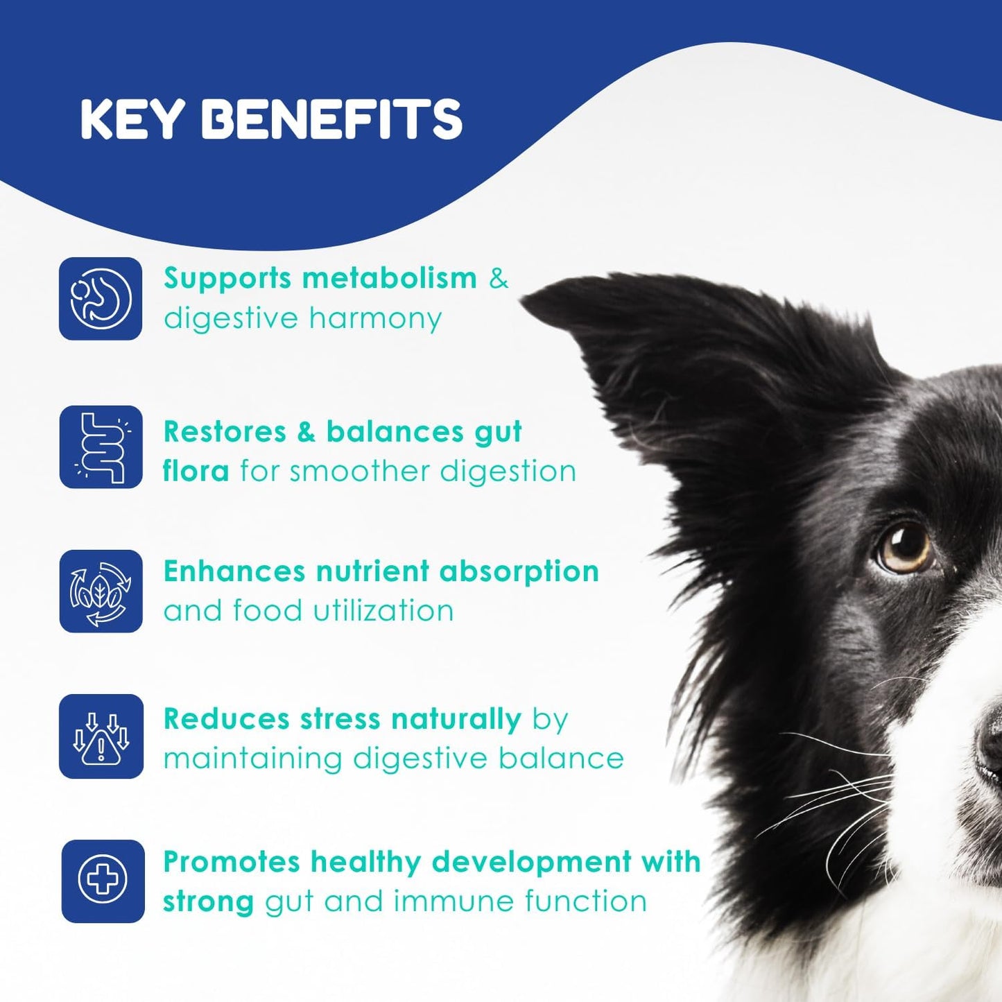 OL’ NELLY Dog Probiotic Paste for Digestive Support & Sensitive Stomach | 6-Strain Probiotics, Up to 7.2 Billion CFU per Serving | Helps with Loose Stool & Digestive Upset | 14g