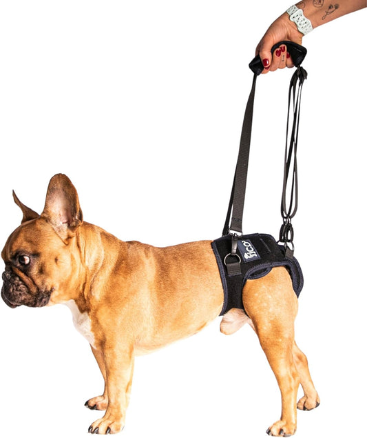 Dog Hip Dysplasia Brace, Adjustable Rear Hip Support for Dogs for Pain Relief, Leg Weakness & Arthritis, Vet Recommended, Targeted Compression, Comfortable Neoprene Harness (X Small)