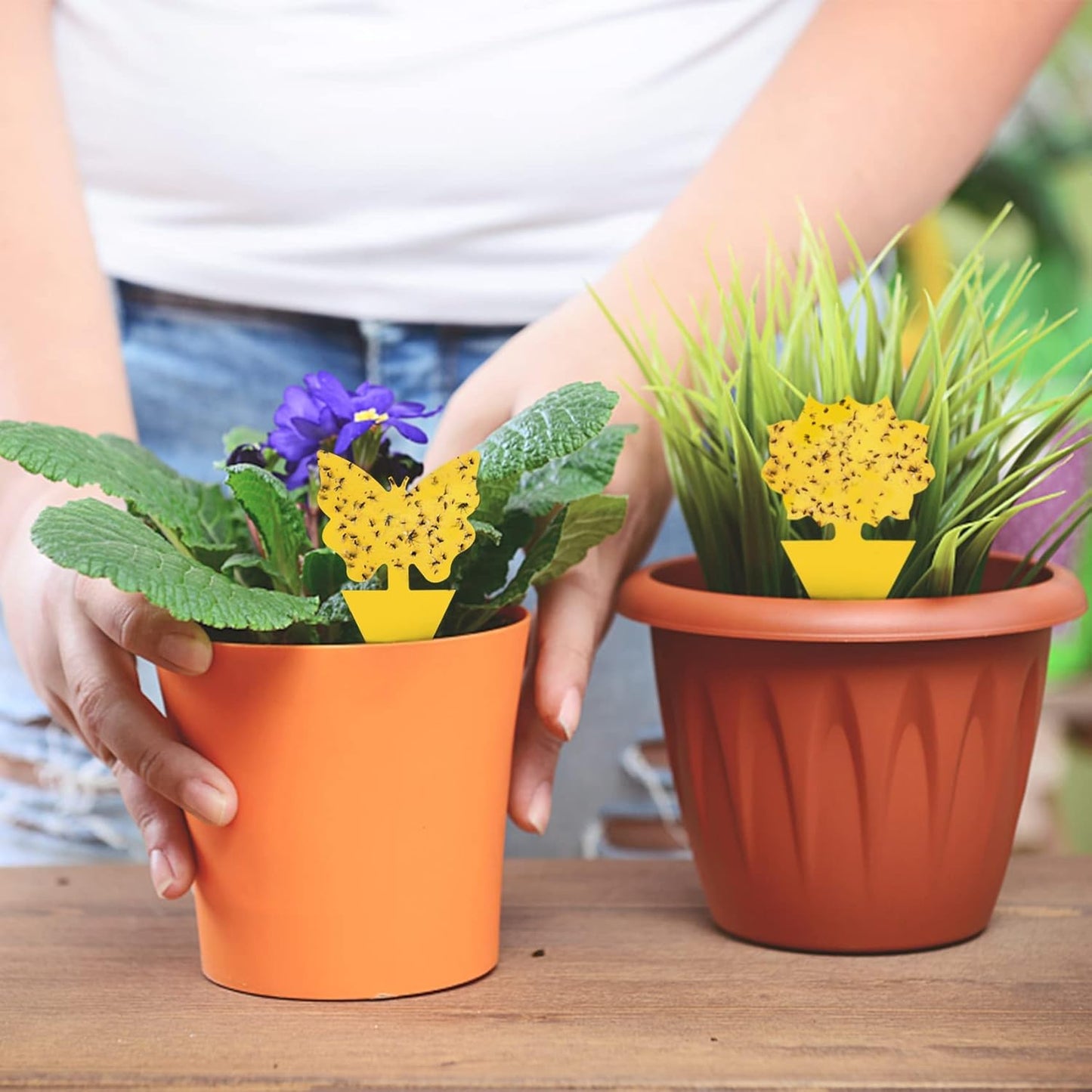 40 Pack Fungus Gnat Traps for House Indoor Yellow Sticky Traps for Gnats Sticky Traps for Plants, Dual-Sided Fungus Gnat Sticky Traps Fruit Fly Traps for Indoors