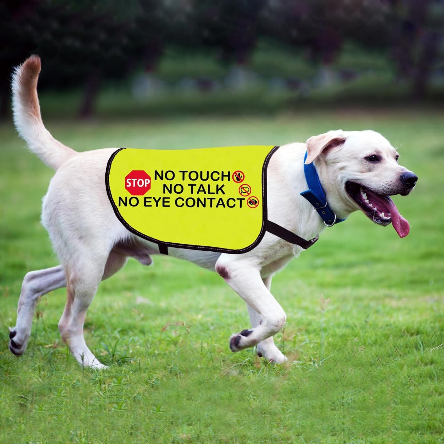 Funny Dog Jacket Vest No Touch No Talk No Eye Contact Dog Slogan Vest Social Distancing Gift (No Eye Contact-Medium)