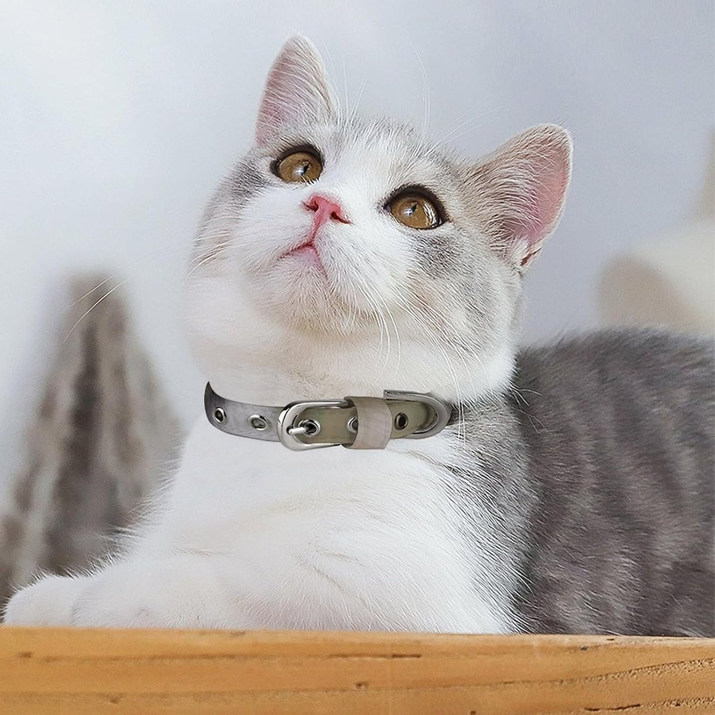 Australian Shepherd Dog Collar with Buckle Adjustable Martingale Pet Collars Cute Female Male Puppy Collar Soft Waterproof Cat Collars for Small Medium Dogs