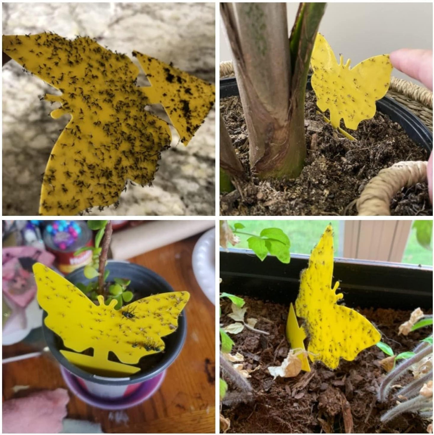 40 Pack Fungus Gnat Traps for House Indoor Yellow Sticky Traps for Gnats Sticky Traps for Plants, Dual-Sided Fungus Gnat Sticky Traps Fruit Fly Traps for Indoors