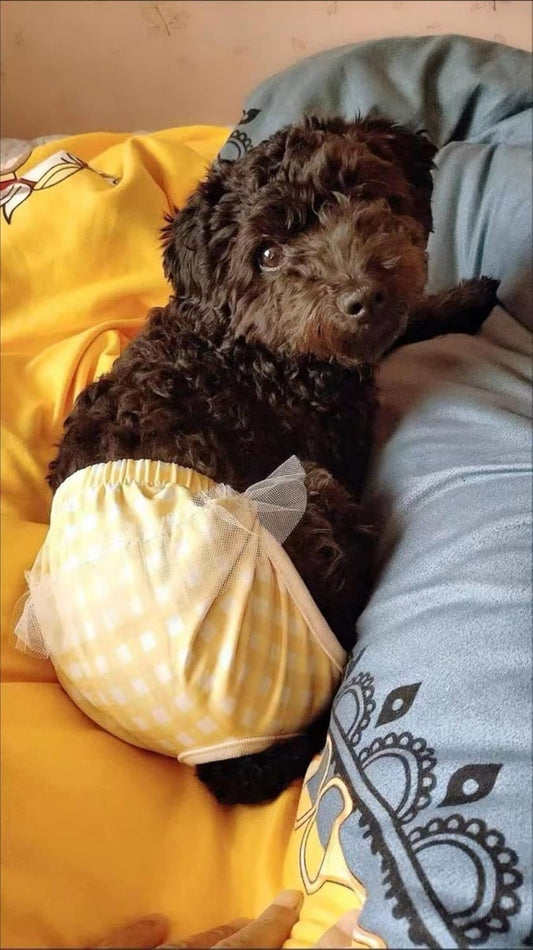Small Dog Sanitary Panties, Lace Washable Reusable Cute Puppy Panties Pet Underwear Diaper Physiological Shorts for Female Girls Dogs(Yellow Plaid,XS)