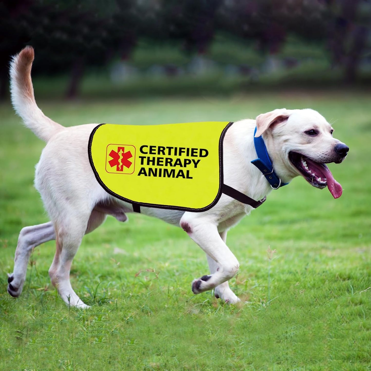 Therapy Dog Jacket Vest Certified Therapy Animal Dog Slogan Vest Social Distancing Gift Therapy Dog Team Gift (Certified Therapy-Medium)