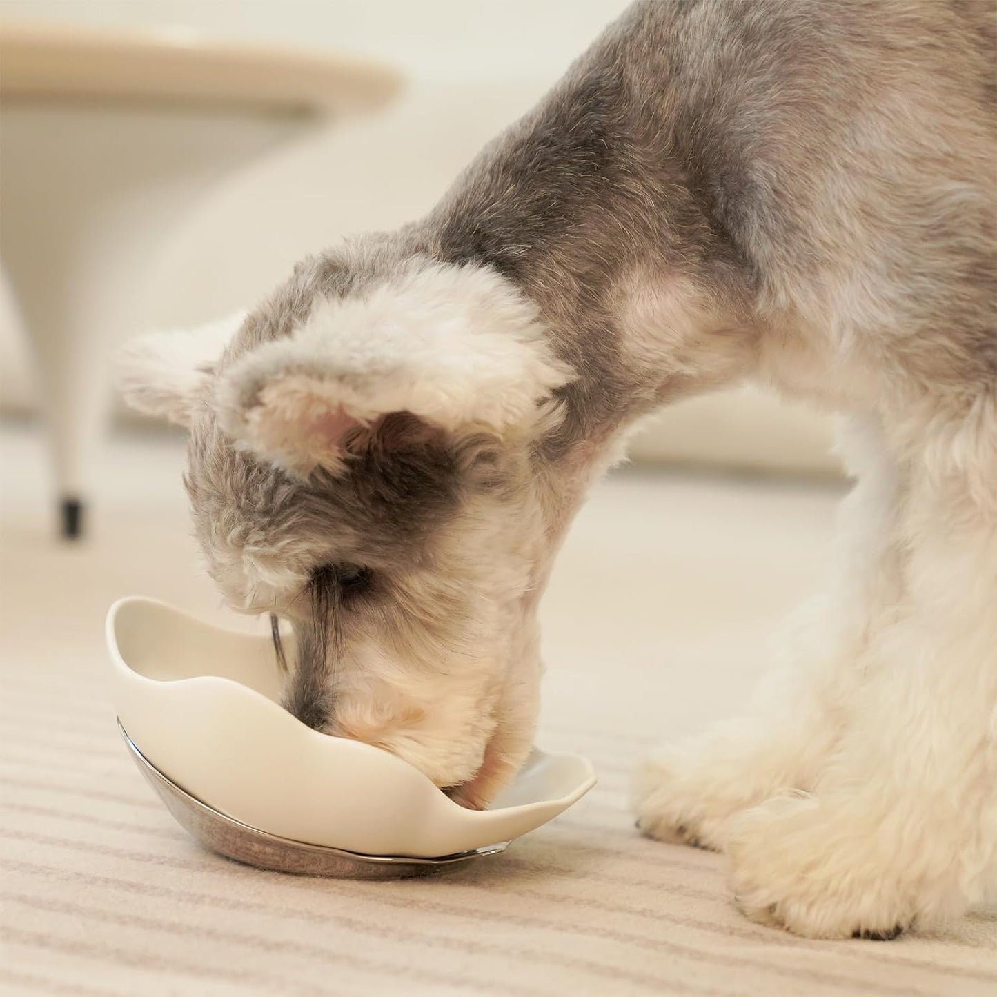 Shell Ceramic Dog Bowls & Cat Food Bowl, Whisker-Friendly Feeding Dish for Small Dogs & Cats, Non-Slip Food Grade Pet Bowl with Stainless Steel Base, Aesthetic Design