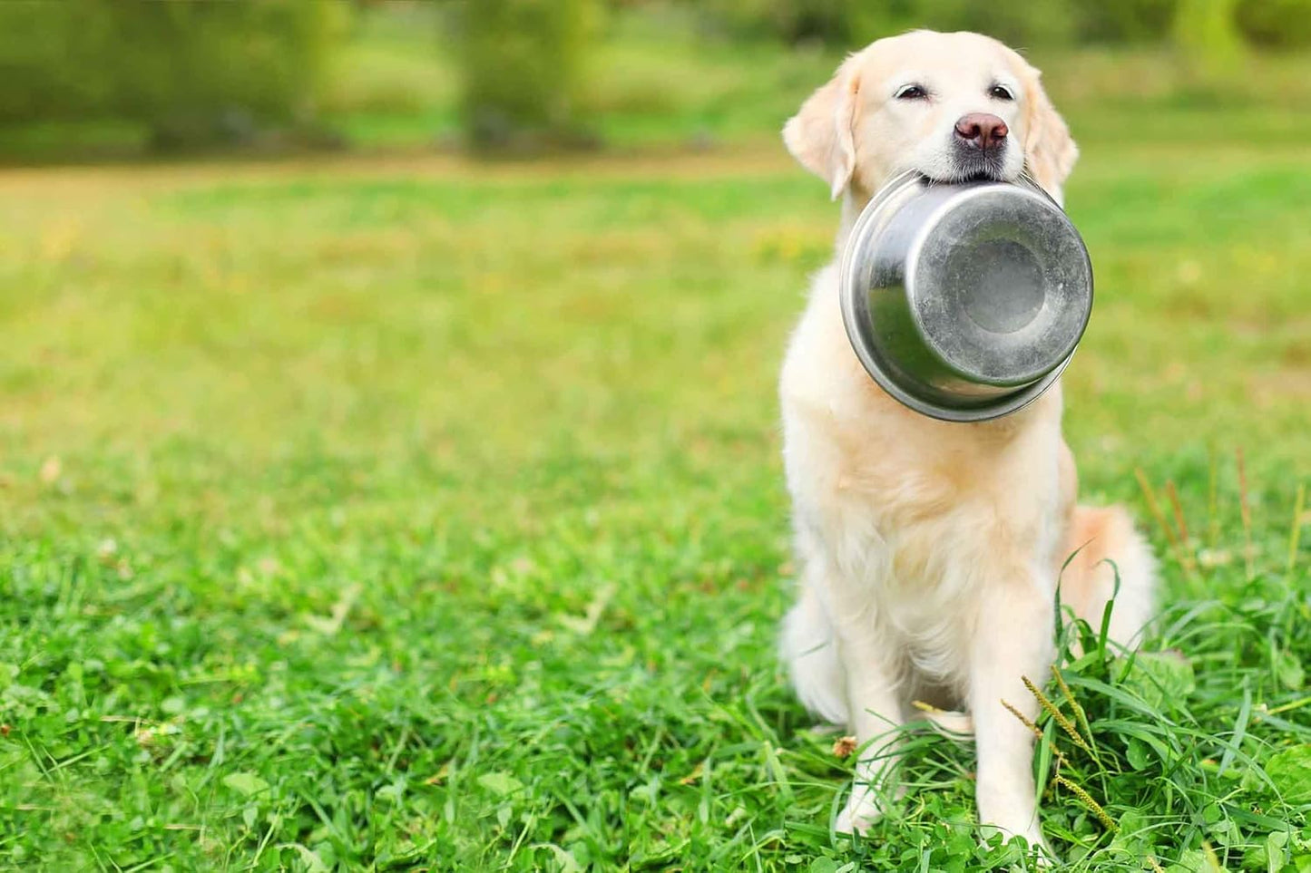 Bosky 2 Pack Stainless Steel Dog Bowls 8.8" Diameter for Food or Water ~ Ideal for Use on Floor or for Elevated Pet Feeder Stands (8 Cups)