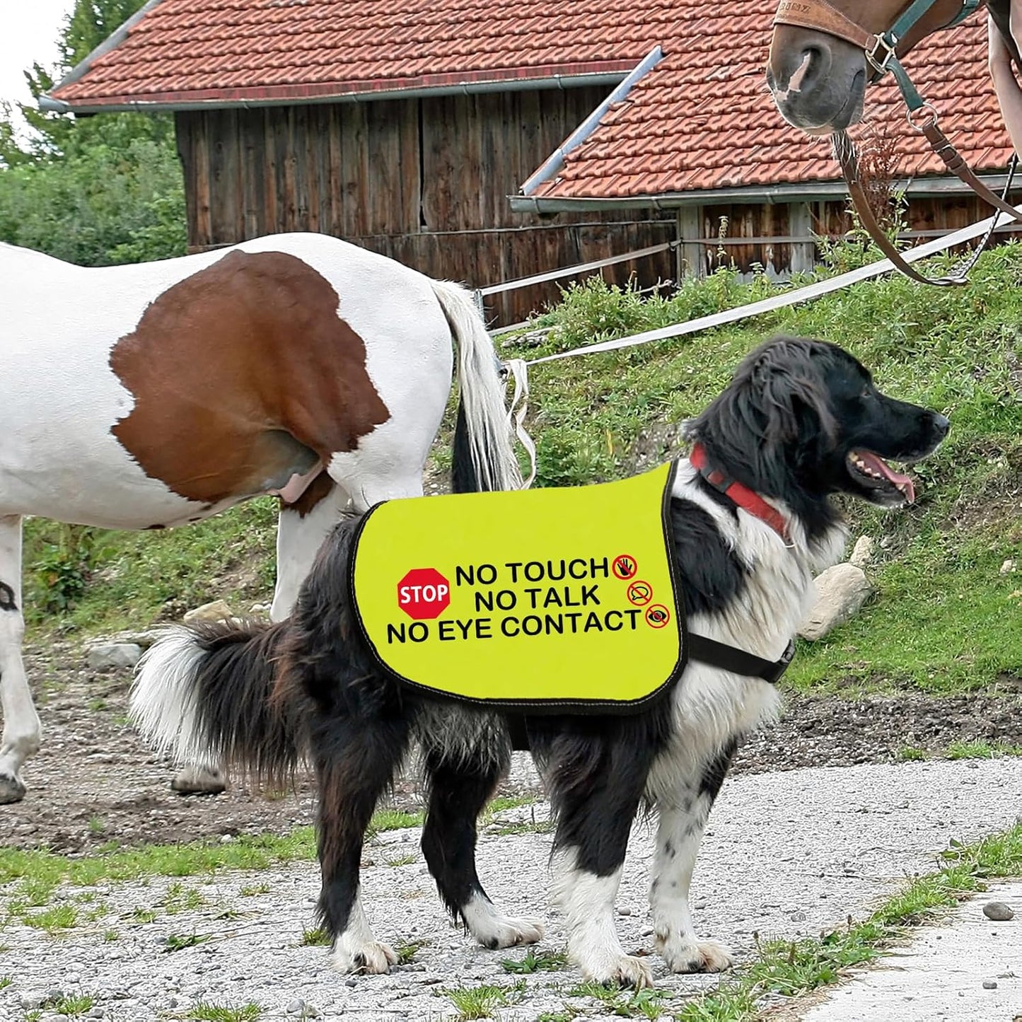 Funny Dog Jacket Vest No Touch No Talk No Eye Contact Dog Slogan Vest Social Distancing Gift (No Eye Contact-Medium)
