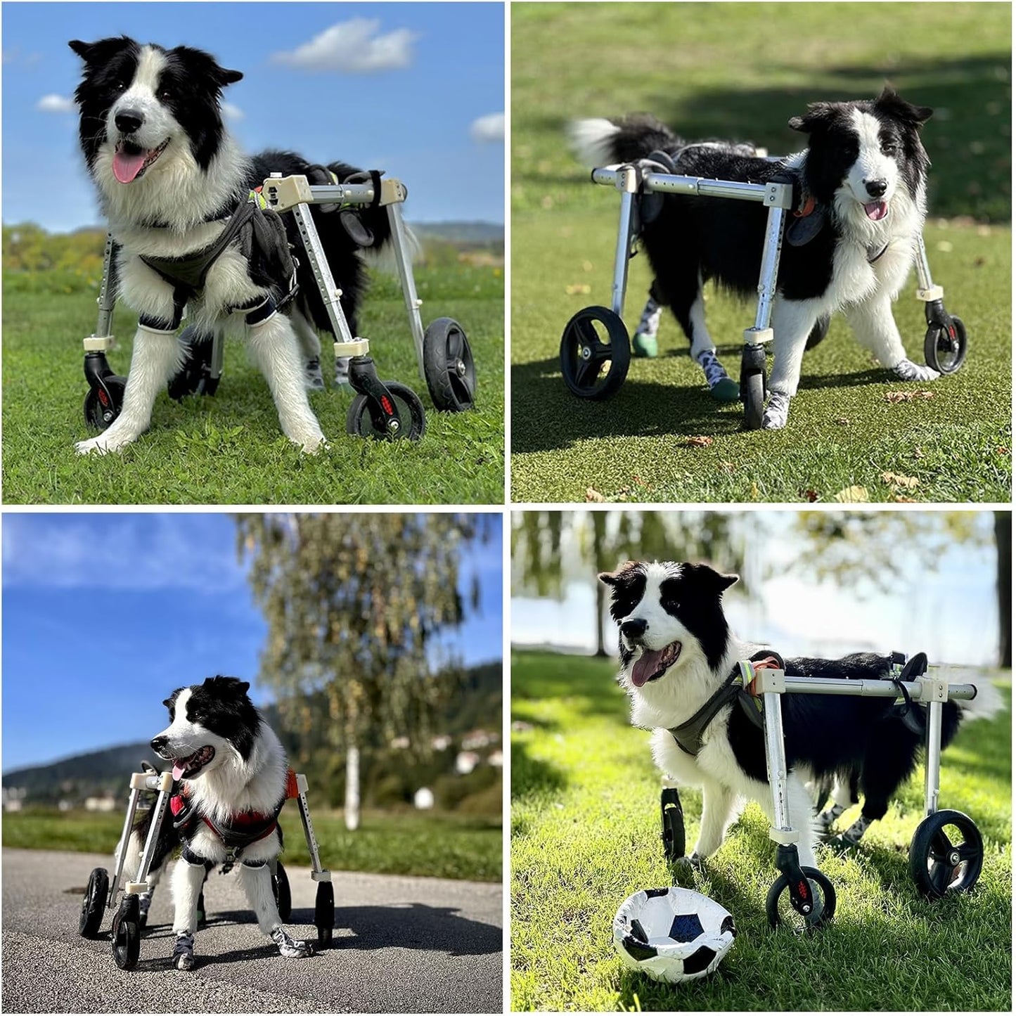 4 Wheel Dog Wheel Chair Leg Brace Adjustable, Back Leg Dog Wheelchair, Dog Wheel Chair for Front Legs, Full Support Mobility Aid for Dog Hip Support for Mall Medium Large Pet(Blue,XL)