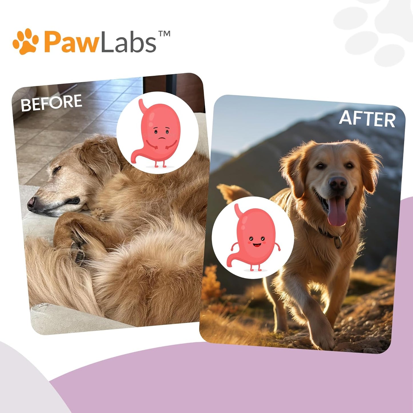 PAWLABS Gut Max Probiotic Chews - Natural, Vet Formulated Digestive & Immune Support - Relieves Diarrhea, Constipation - with Patented BC30™ Bacillus Coagulans - Duck Flavor - 90 Soft Chews