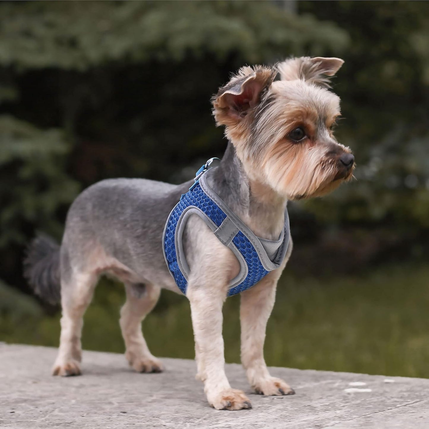 Kruz Dog Harness (Chest 18.5"-19.5", Weight 15–20 lbs) Athletica Adjustable Heavy Duty No Choke Puppy Vest for Large Dogs Lightweight Air Mesh, Reflective, Puppy Essential - (Orange, Large)