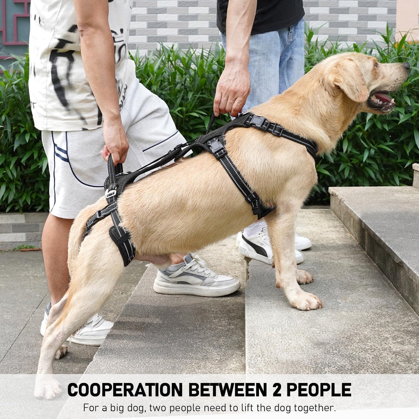 COODEO Mobility Dog Lift Harness, Support Sling & Walking Sling for Dogs, Pet Rear Leg Rehabilitation Support Vest, Dog Carrier for Senior Dogs with Joint Injuries, Arthritis, Up Stair (Black, M)