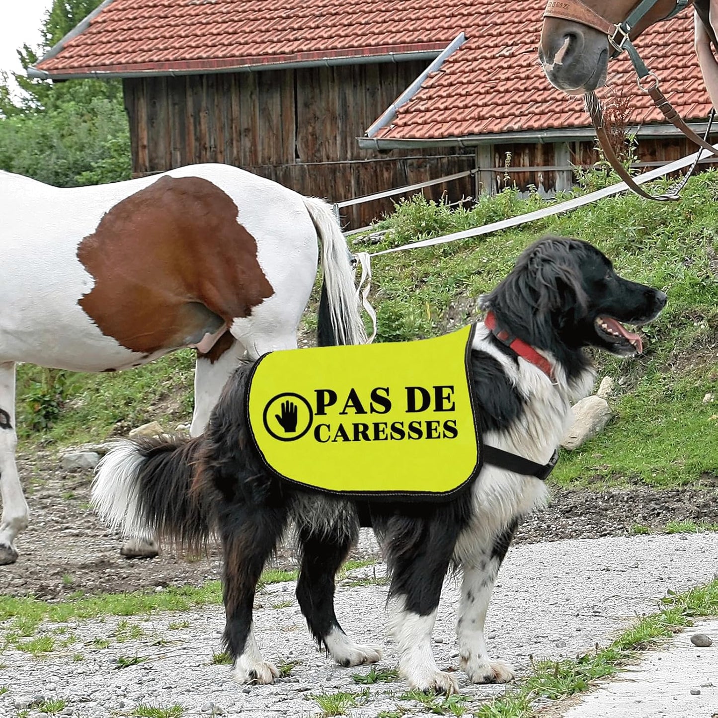 Dog Slogan Jacke Vest Anxiety Vests Pas De Caresses Dog Vests Dogs Trainer Gift Dogs Walking Warning (CARESSES-Medium)
