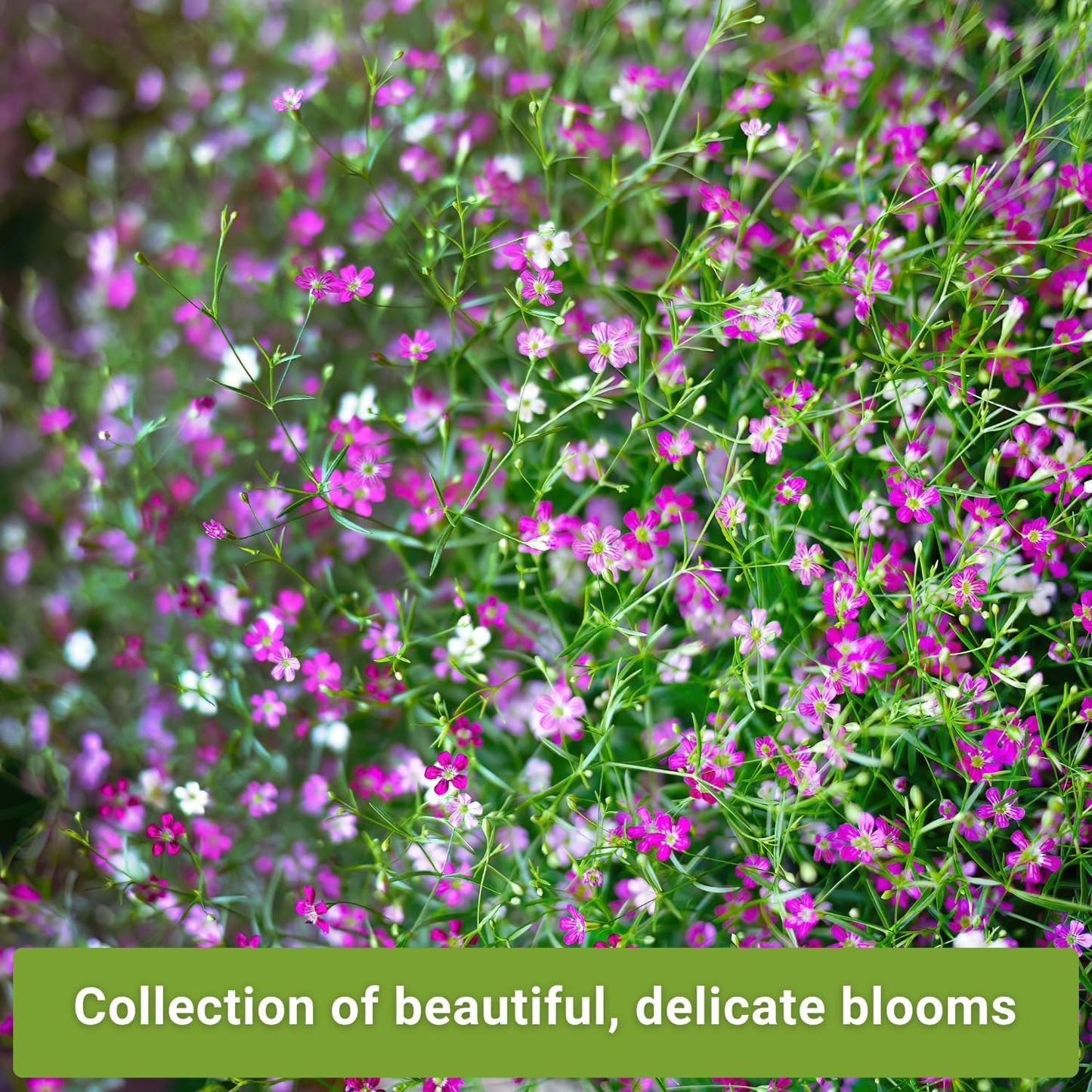 Sow Right Seeds - Baby's Breath Seed Collection for Planting - Annual and Carmine - Non-GMO Heirloom - Gypsophila elegans - Ideal for Garden and Landscape - Easy to Grow - Perfect for Bouquets