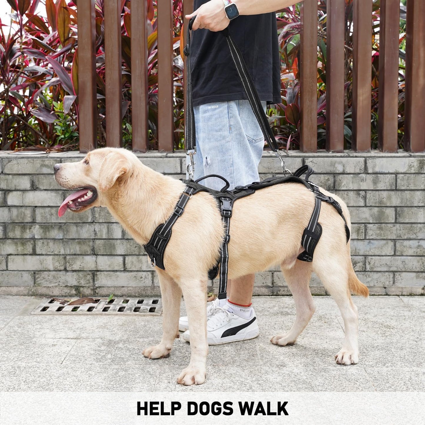 COODEO Mobility Dog Lift Harness, Support Sling & Walking Sling for Dogs, Pet Rear Leg Rehabilitation Support Vest, Dog Carrier for Senior Dogs with Joint Injuries, Arthritis, Up Stair (Black, M)