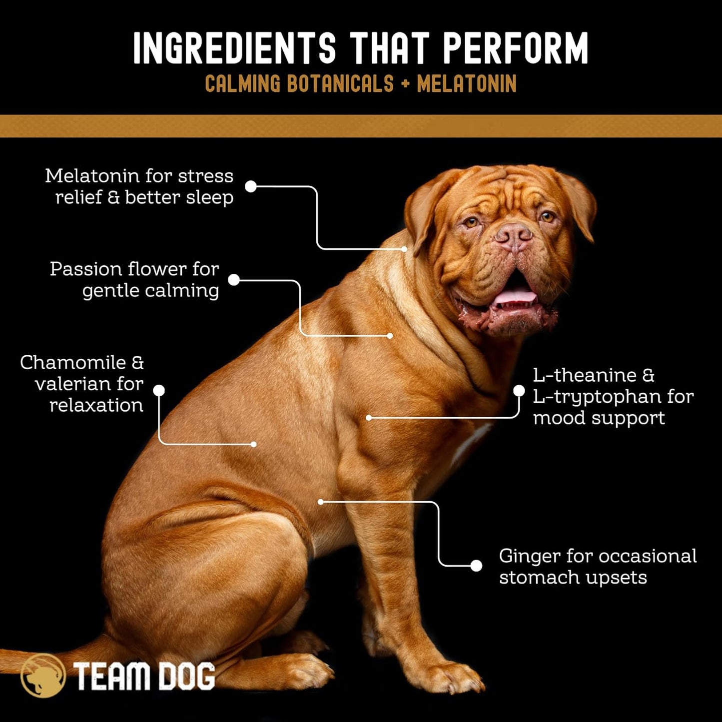 TEAM DOG Calming Chews - Anxiety Relief Treats | Natural Calming Bites with Melatonin, Chamomile, Valerian & Passion Flower | 120 Soft Chews for Large & Small Dogs | Delicious Peanut Butter Flavor