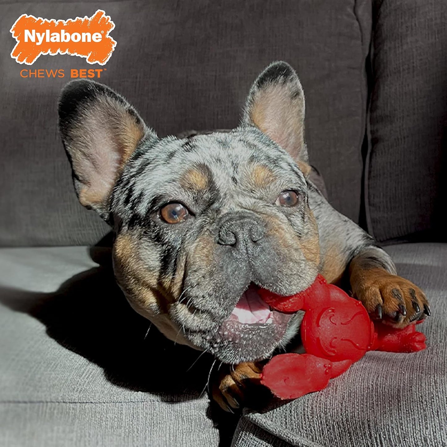 Nylabone Lobster Power Chew Toy for Dogs, Dog Toys for Aggressive Chewers, Filet Mignon Flavor, Small Dogs - Up to 25 Ibs, 1 Count
