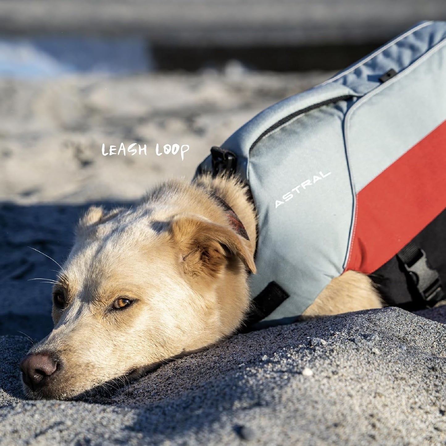 Astral BirdDog Canine Life Jacket - Durable, High-Buoyancy Dog Life Vest for Swimming & Boating - Hound Gray - X-Small
