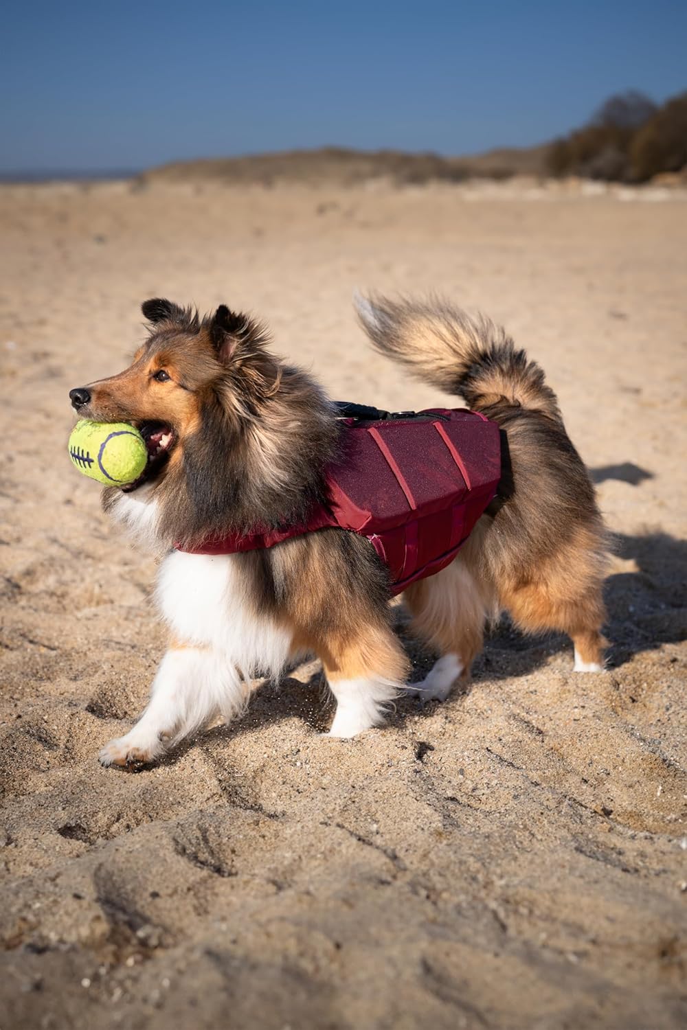 NOAH & PAW Dog Life Jacket, Human Standards Lifejacket Design, Dog Life Vest for Swimming and Boating, 3X Foam Support for Max Floating, Breathable Mesh, Salvavidas para Perros, Size XL