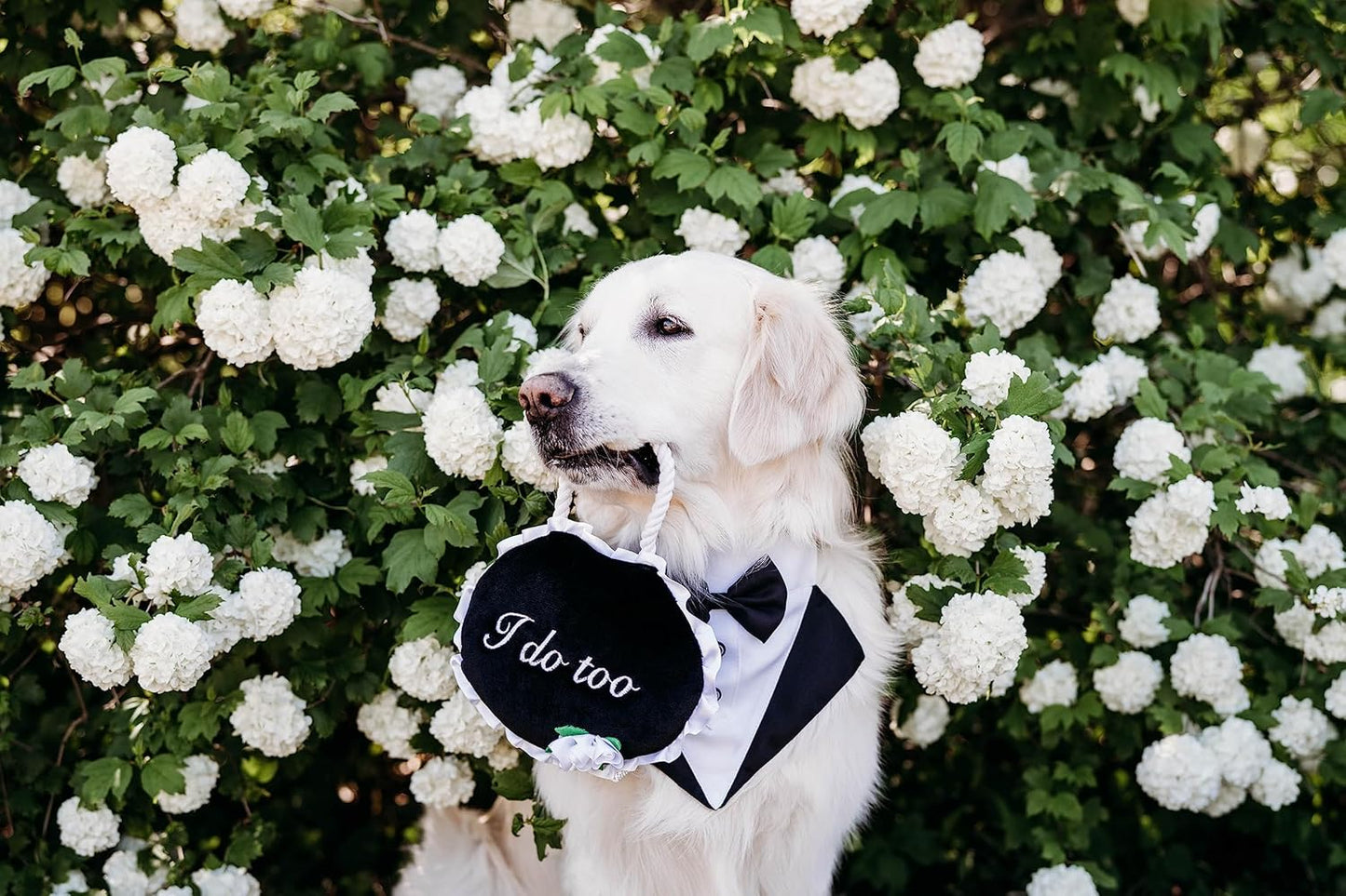ZippyPaws Wedding Toy - Dog Squeaky Toy to Keep Them Busy, Cute Plush for Small, Medium, & Large Dogs, Stuffed Puppy Toy, Pet Products, Gift for All Breeds, 2 Round Squeakers - "I Do Too" Wedding Sign