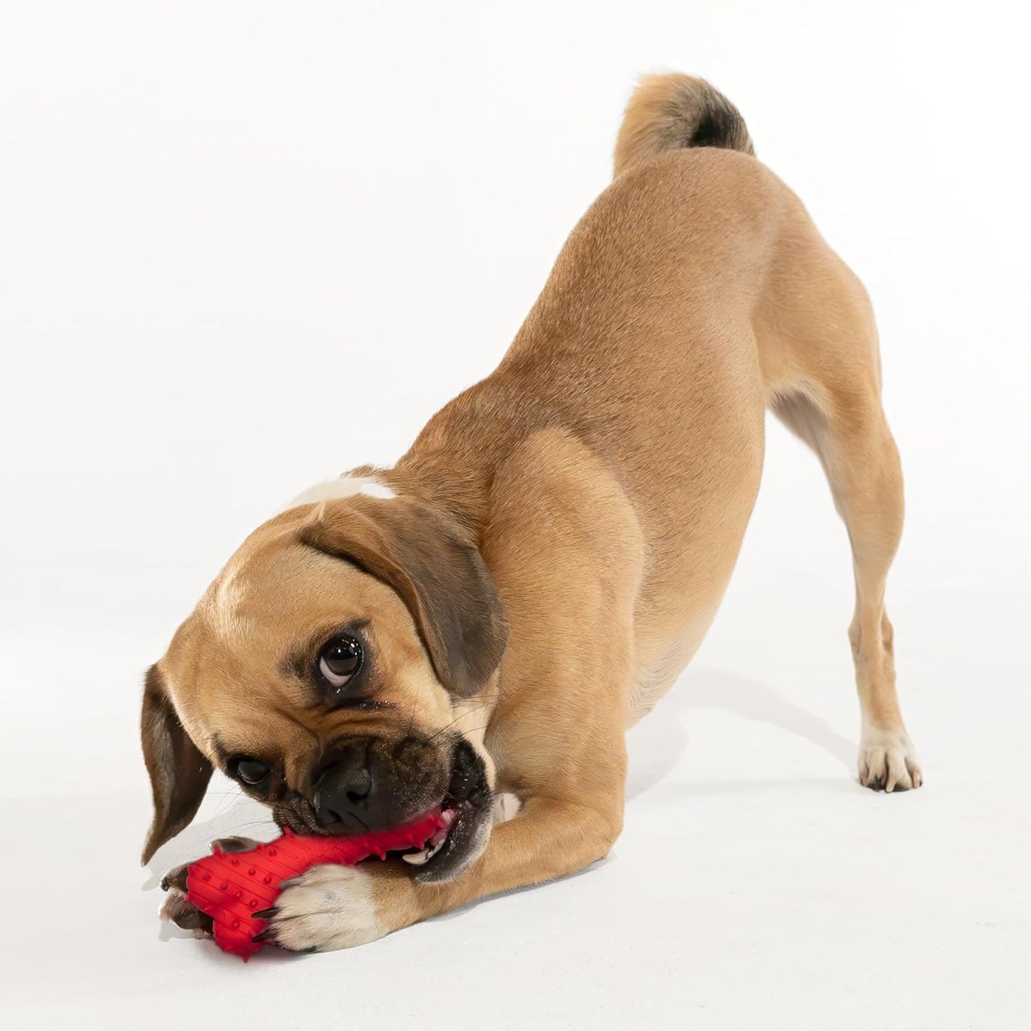 Playology Dog Toys | Puppy Toys for Young & Active Dogs | Beef Scented Teething Bone & Sensory Ball - Easy to Clean and Made from Non Toxic Materials