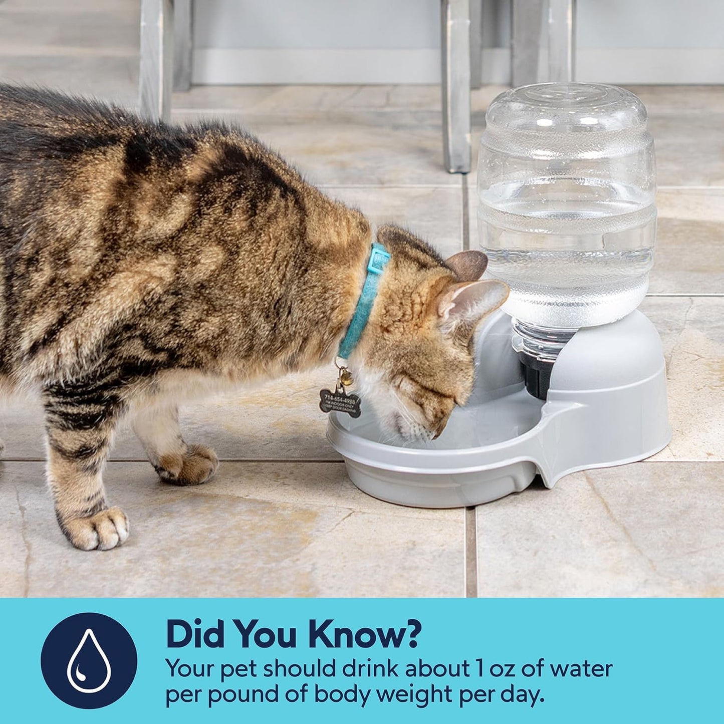 Aspen Pet Lebistro Cat and Dog Water Dispenser, Made in USA