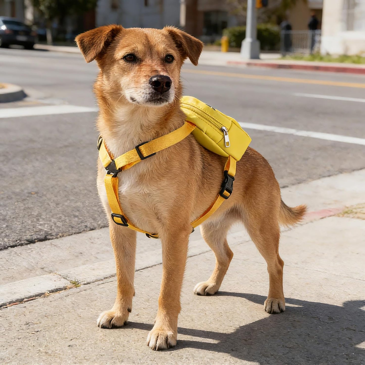 Social Anxiety Dog Travel Bag Selectively Social Do Not Pet Backpack Dog Walking Slogan Puppy Snack Storage (Selectively Social)