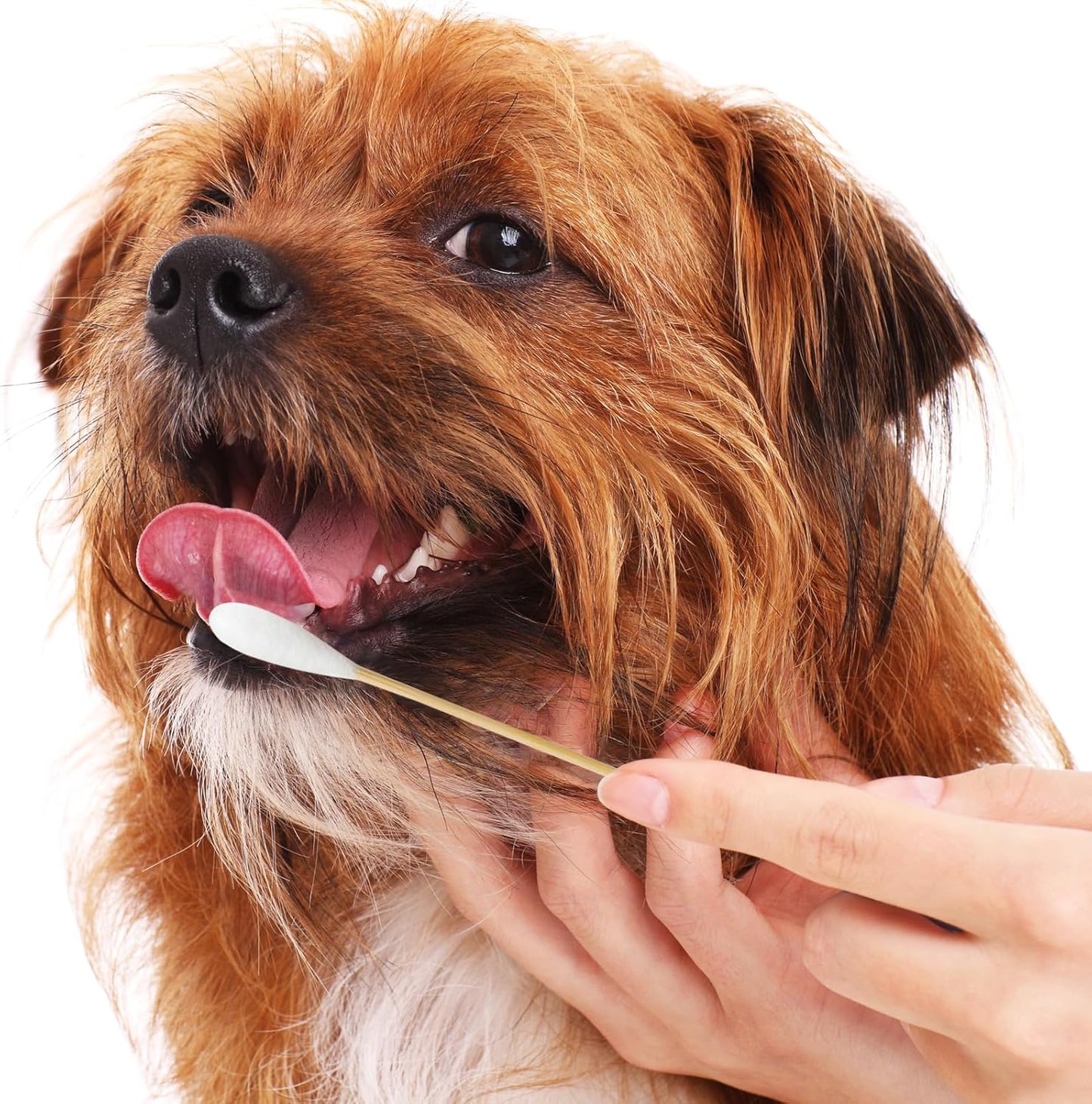 Egaageoi 200 Count Large Cotton Swabs for Dogs & Cats (6 Inch) | Biodegradable Bamboo Handle Tips for Pet Ear Cleaning | Soft Fragrance-Free Applicators for Ointments & Medication