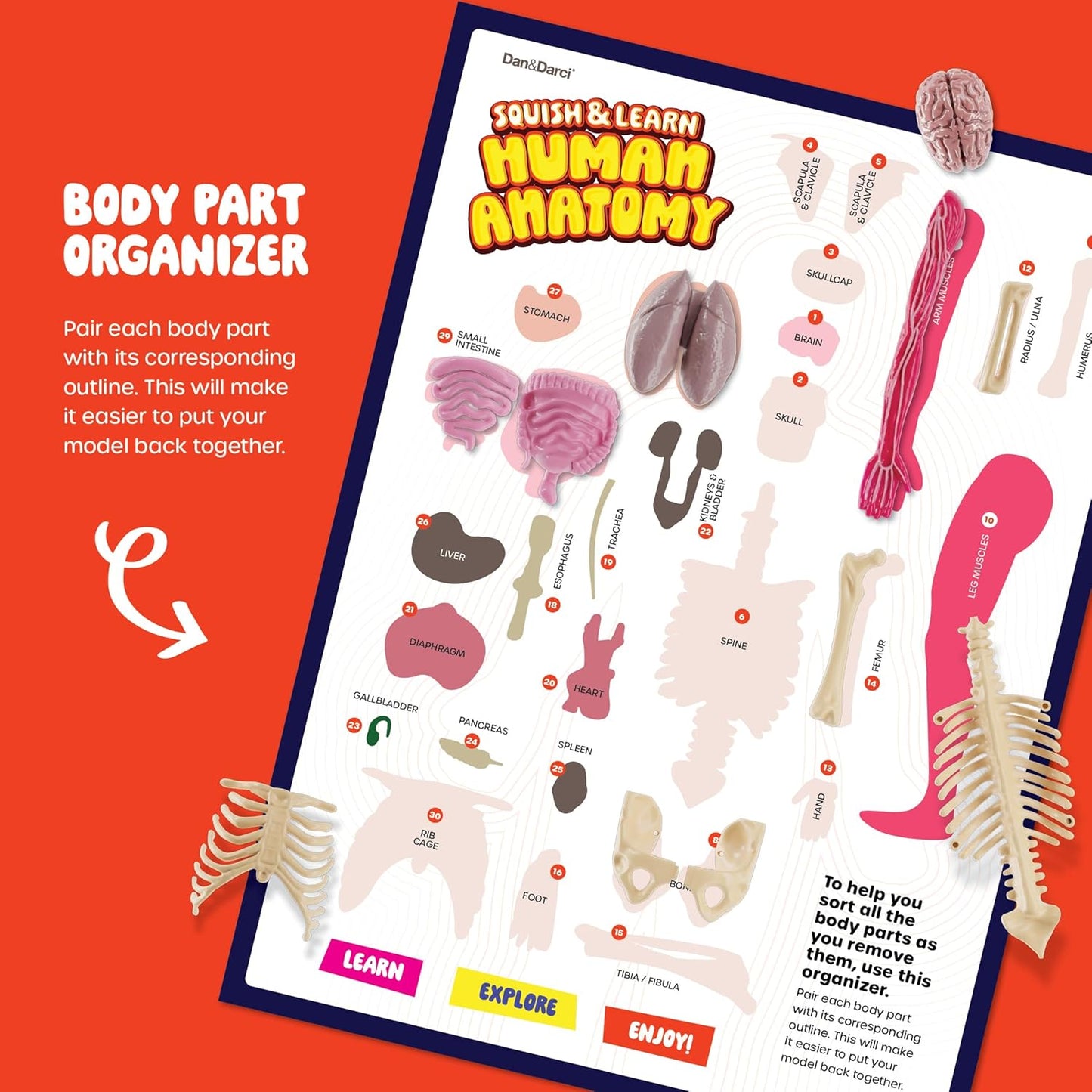 Dan&Darci Human Anatomy Squishy Body Model - Science Kits for Kids Ages 4-8 - STEM Toys for 4 5 6 7 8 Year Old Boy Birthday Gift - Learning Educational Toys for Ages 5-7 Boys Gifts - Skeleton Parts