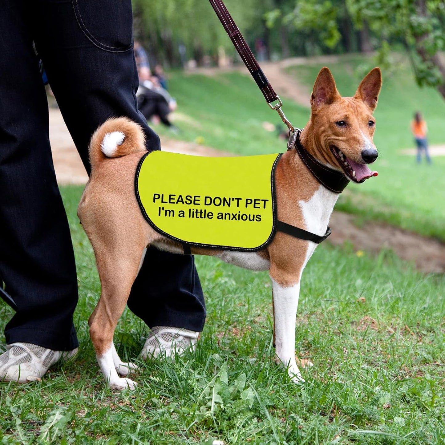 Anxious Dog Jacket - Do Not Pet I Am A Little Anxious - Dog Walking Slogan Warning Vest (Large)