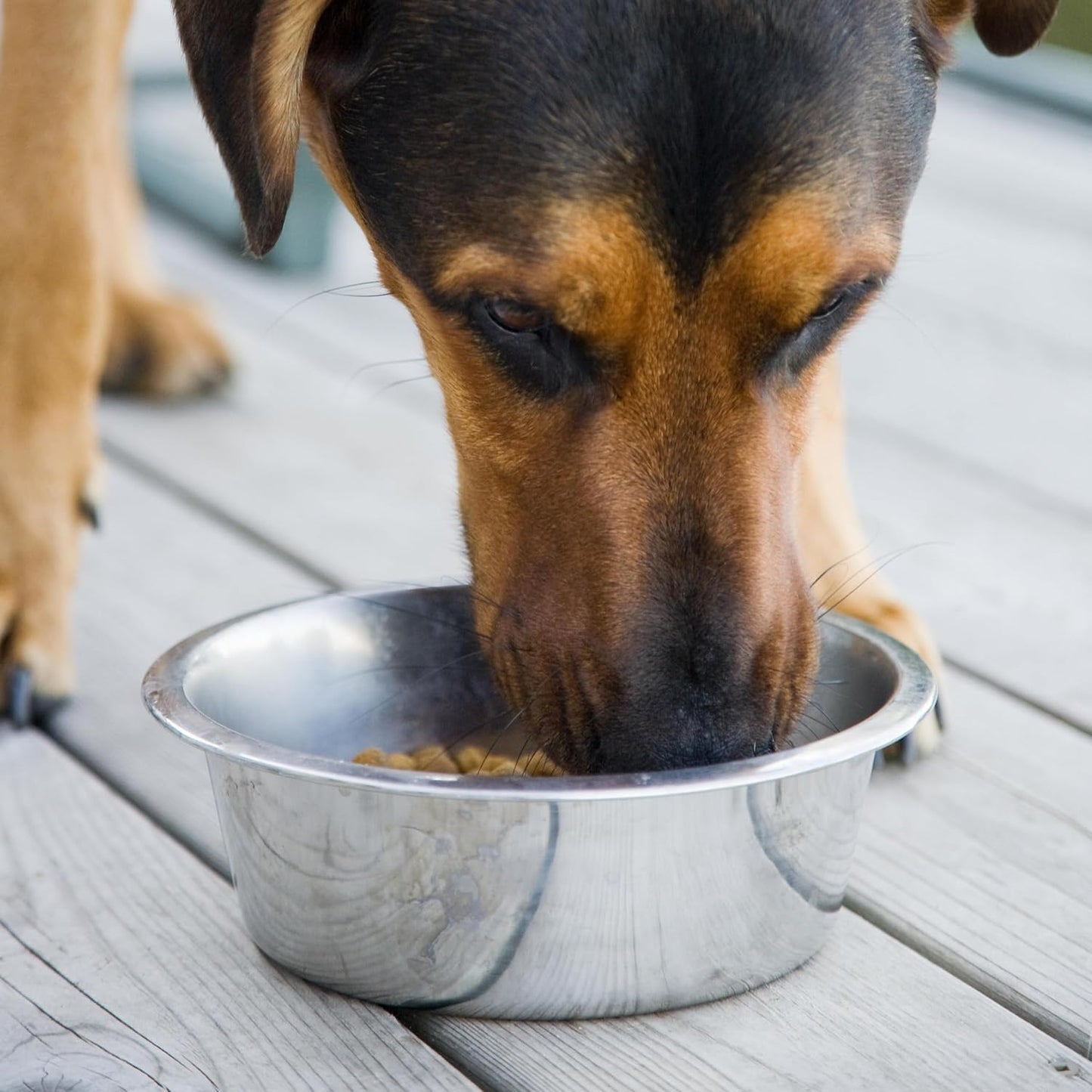 Stainless Steel Dog Bowl 2-Pack Metal Food and Water Dish (8.1" inch Outer Diameter) Pet Feeder Replacement Bowls Dishwasher Safe, Easy to Clean (7 Cups)