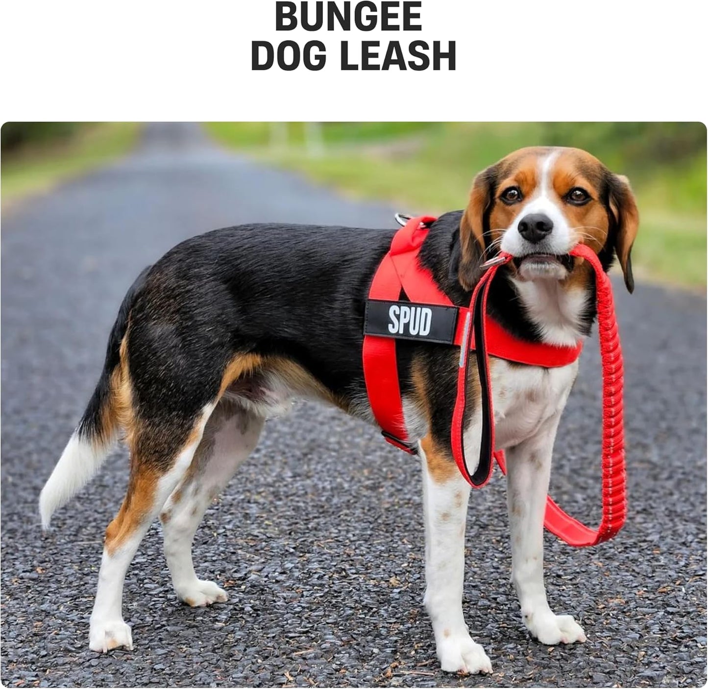 DF Co. Bungee Dog Leash | Strain Free & Shock Resistant for Control | Neoprene Padded Handle, Heavy-Duty Carabiner Clip, and D-Ring | Classic Blue, Size Regular