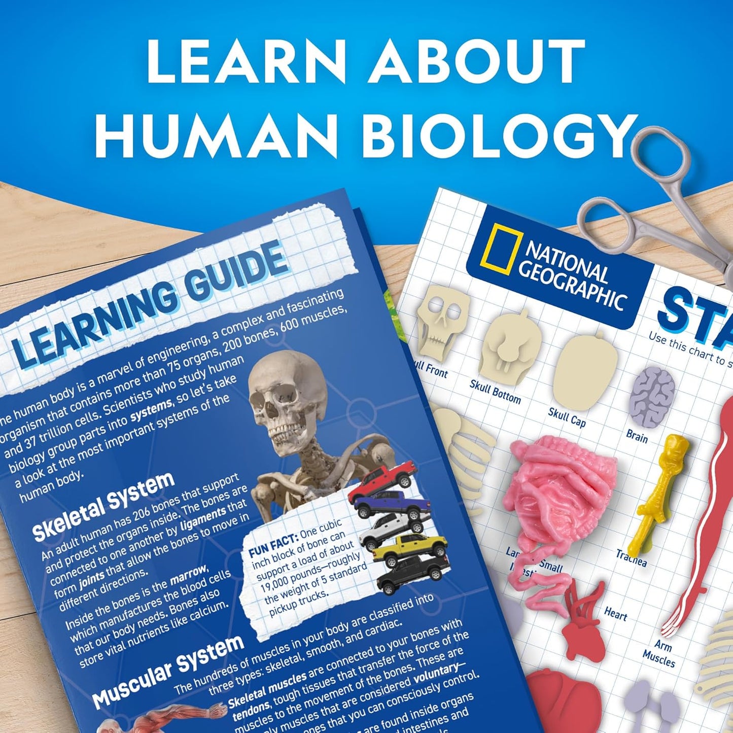 National Geographic Human Body Model for Kids That Glows in The Dark - 32-Piece Interactive Anatomy Model with Bones, Organs, Muscles, Science Kit Stocking Stuffer, Anatomy & Physiology Study Tools