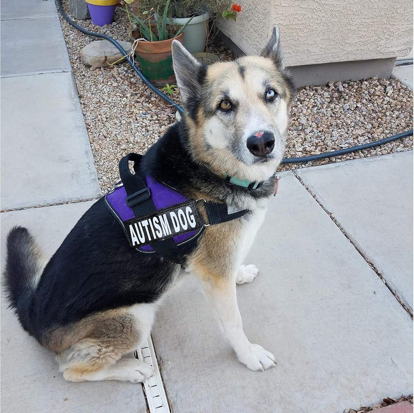 Autism Nylon Service Dog Vest Harness. Purchase Comes with 2 Reflective Autism Dog Removable Patches. Please Measure Your Dog Before Ordering