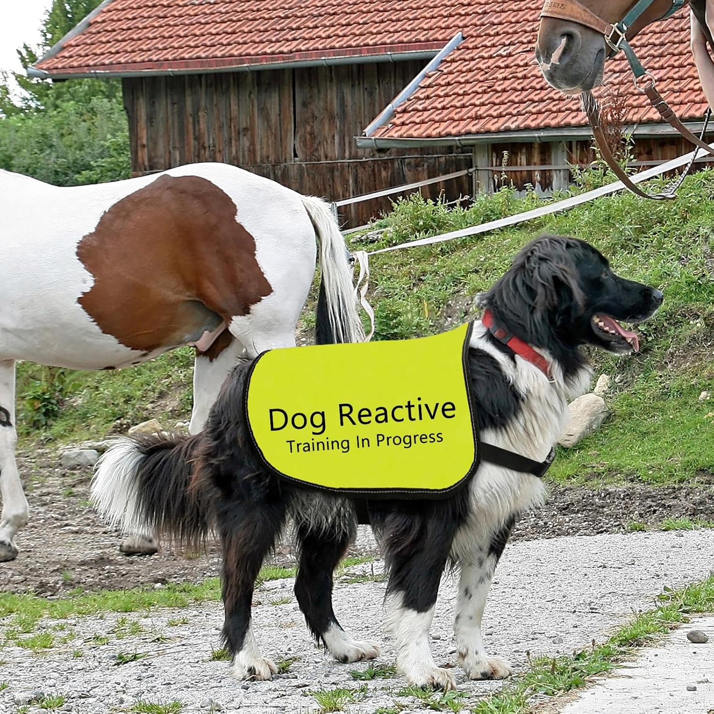 Reactive Dog Jacket Vest Dog Reactive Training in Progress Vest Dog Training Slogan Warning Vest (Dog Reactive Training-Small)