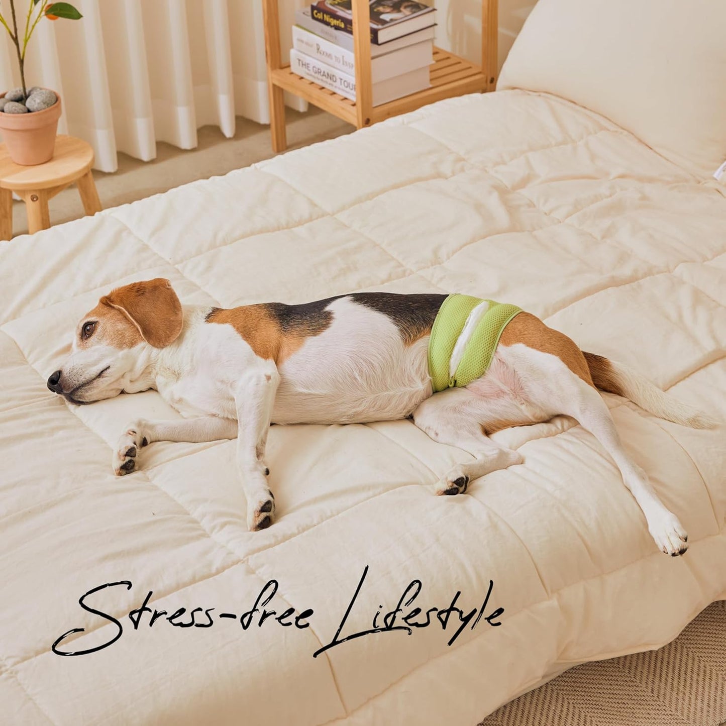 WICKEDPUP Male Dog Belly Band Kit, 50 Diaper Pads & 1 Reusable Male Wrap (Size 2 (17.5"-21.5" Waist))