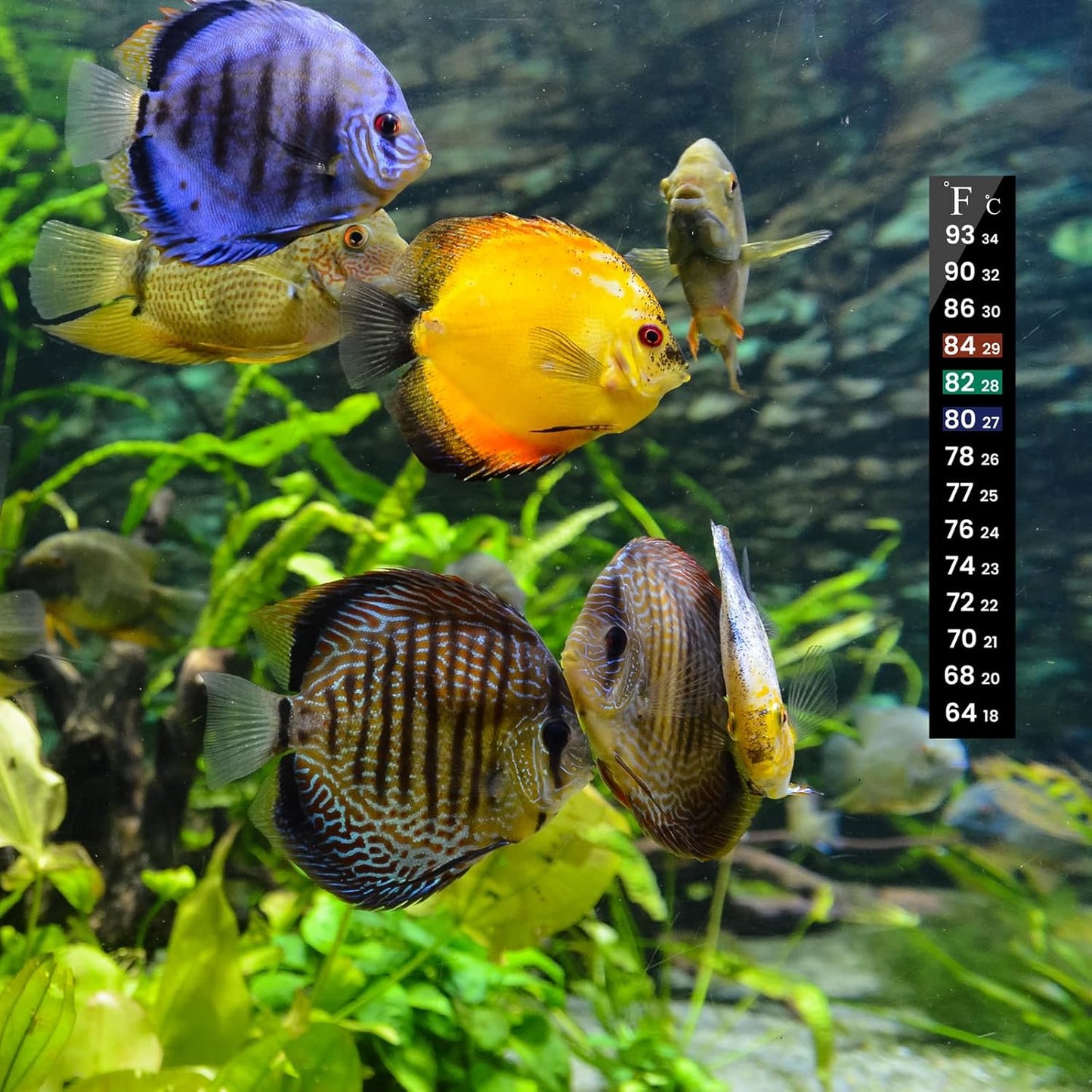 AQUANEAT 6 PCS Aquarium Thermometer Strips, Fish Tank Thermometer Sticker, Terrarium Water Temperature Test (5.13" x 0.71")