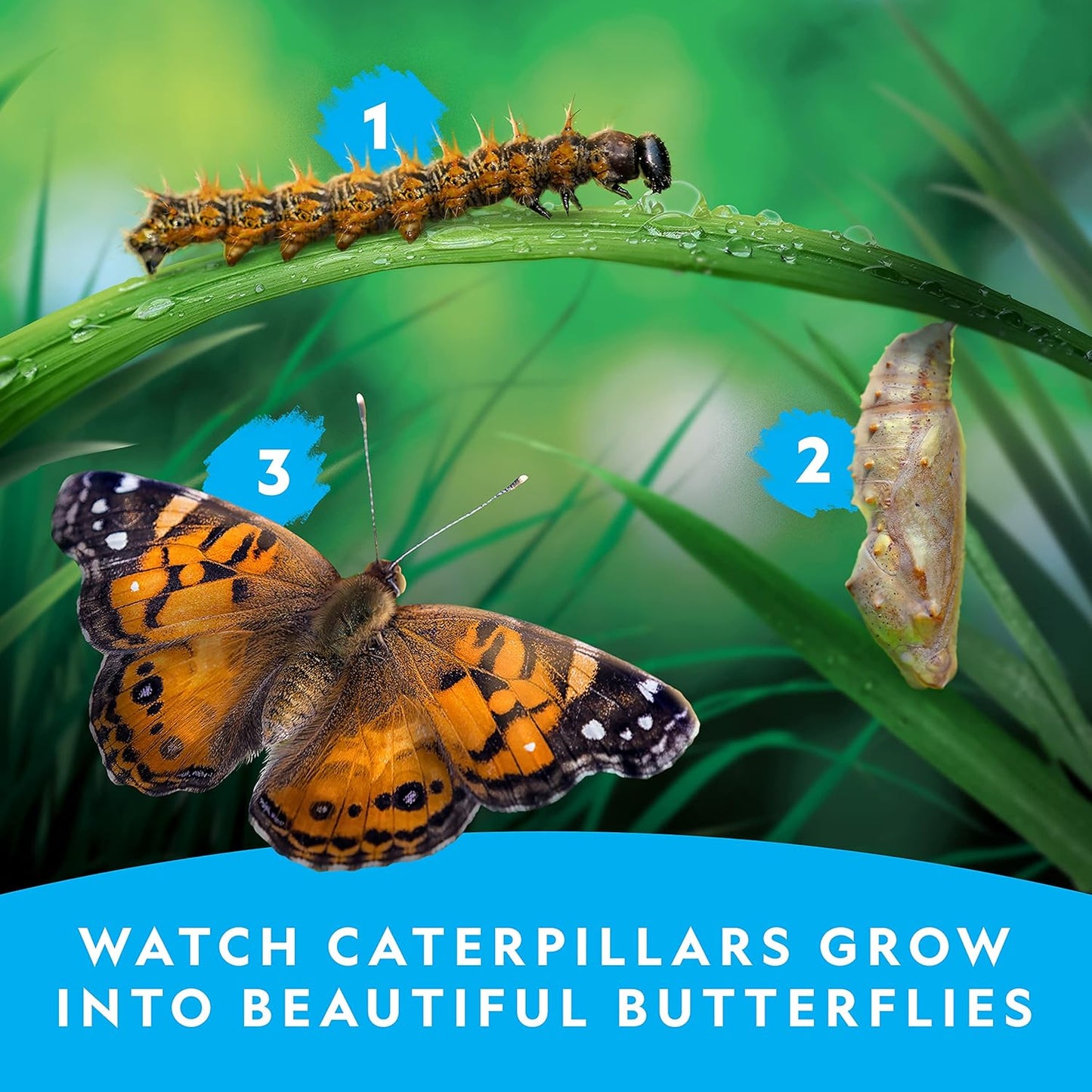 National Geographic Butterfly Growing Kit - Butterfly Habitat Kit with Voucher to Redeem 5 Caterpillars (S&H Not Included), Butterfly Cage, Feeder, Easter Basket Gifts for Kids