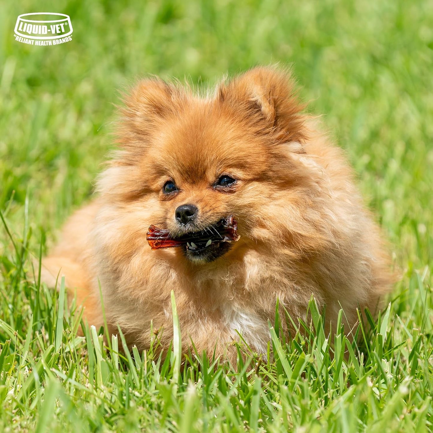 LIQUID-VET Magic-STIX™ Joints, Teeth & Fun in One – Small Dog – Chicken Flavor – Month Supply – Made in USA