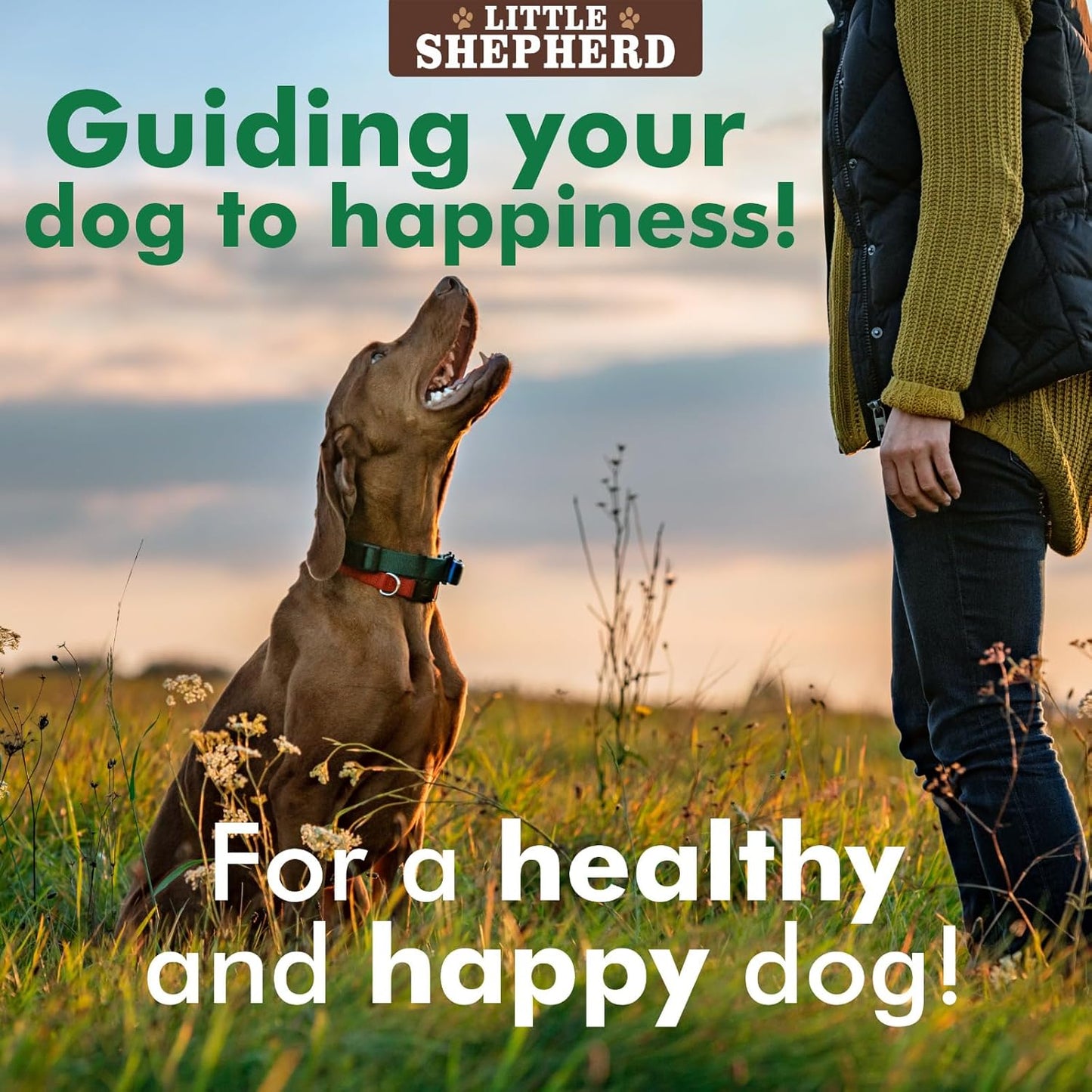 Little Shepherd Dog Probiotics
