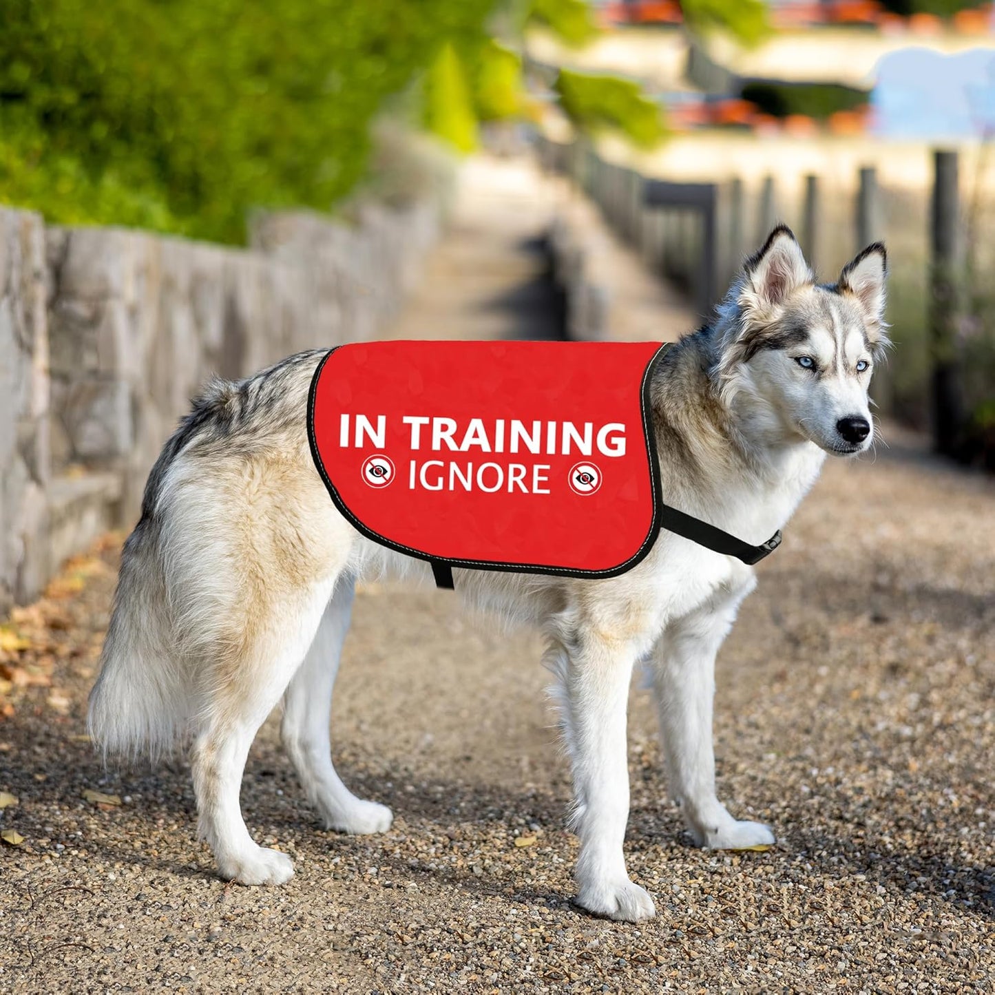 HOLLP Training Jacket - Ignore Dog Warning Vest, Dog Walking Jacket (in Training Ignore-Medium)