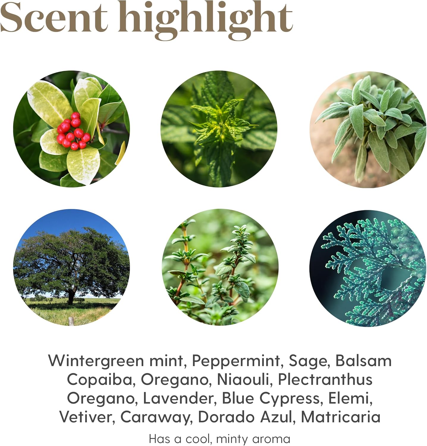 Young Living Cool Azul Pain Relief Cream - Cooling Blend of Menthol with Wintergreen and Peppermint Essential Oils - Invigorating Scent, Aloe-Infused - Methyl Salicylate - 3.4 oz